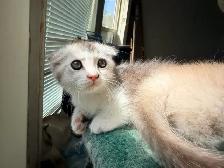 Munchkin Scottish Fold Kitten (Boy) - Photo 7