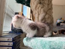 Munchkin Scottish Fold Kitten (Boy) - Photo 8
