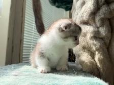 Munchkin Scottish Fold Kitten (Boy) - Photo 9