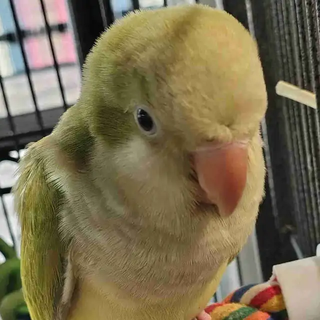 baby opline quaker parrot