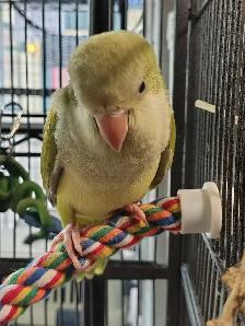 baby opline quaker parrot - Photo 3