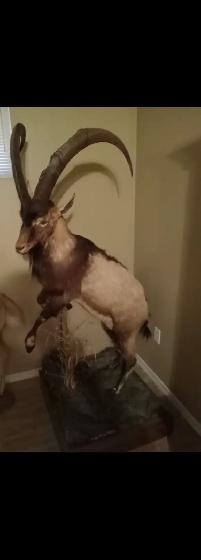 Iranian ibex