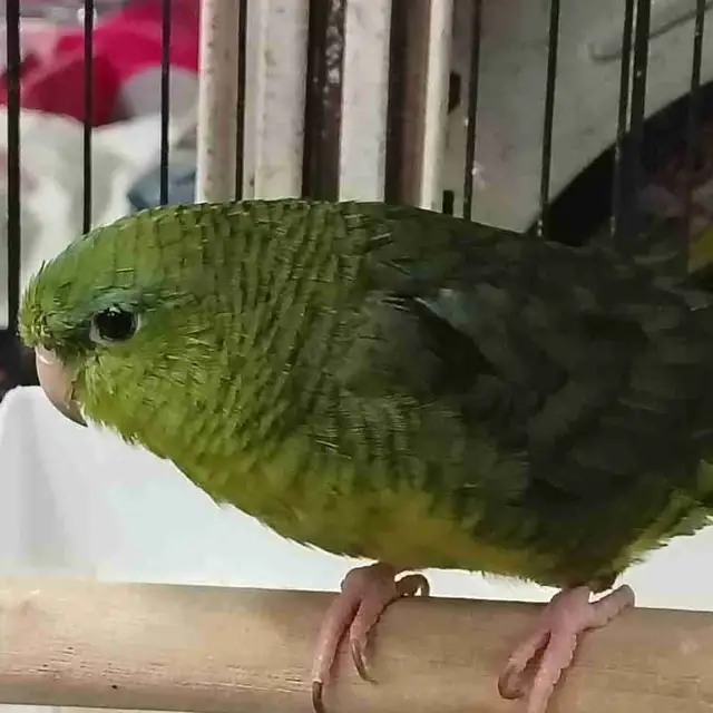 baby green lineolated parakeet