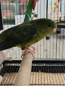 baby green lineolated parakeet - Photo 2