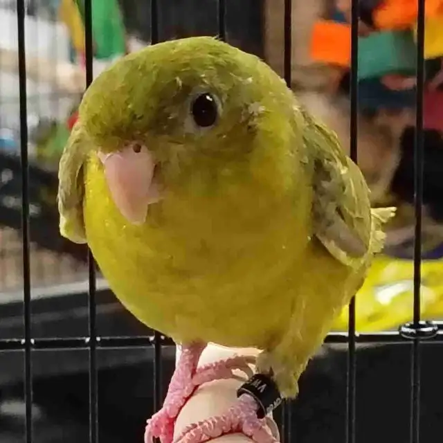 green gray wing lineolated parakeet