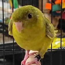 green gray wing lineolated parakeet