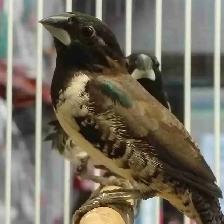 bronze winged mannekin finches