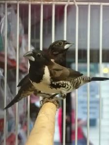 bronze winged mannekin finches - Photo 2
