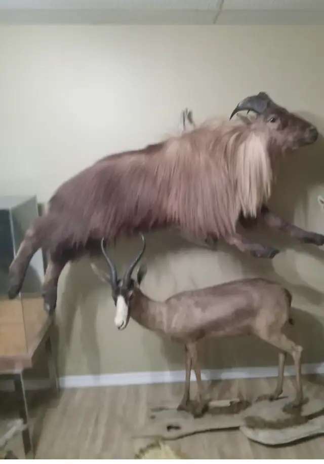 Himalayan Tahr and Springbuck