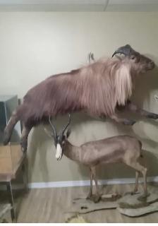 Himalayan Tahr and Springbuck