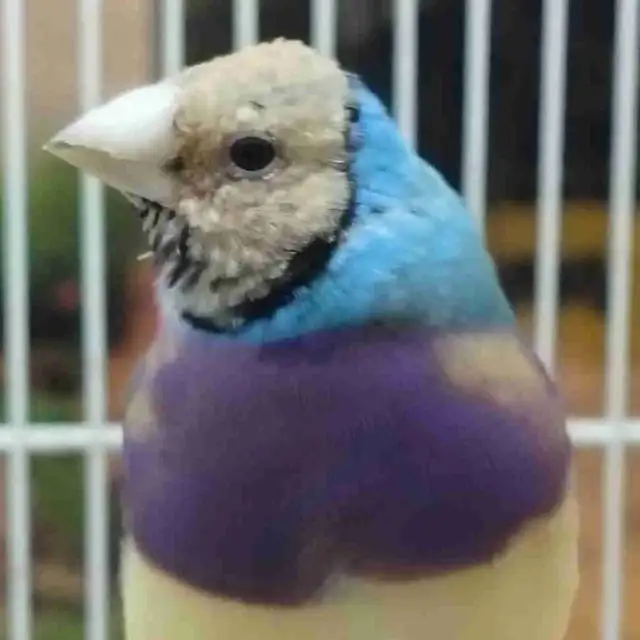 blue lady gouldian finches