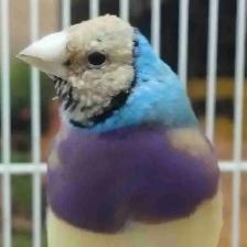 blue lady gouldian finches