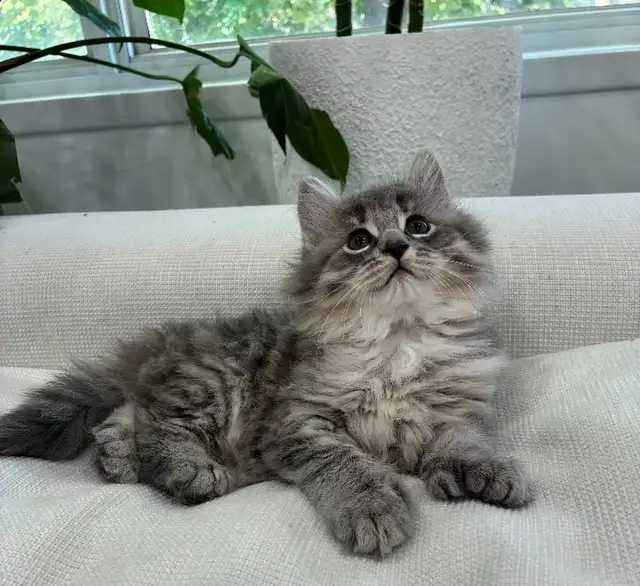Chaton Siberien hypoallergenique