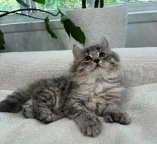 Chaton Siberien hypoallergenique