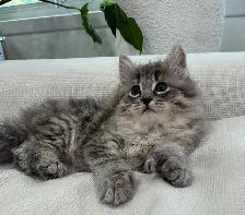 Chaton Siberien hypoallergenique - Photo 2