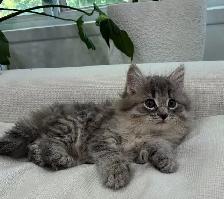 Chaton Siberien hypoallergenique - Photo 3