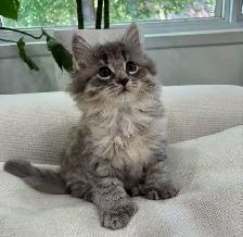 Chaton Siberien hypoallergenique - Photo 4