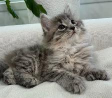 Chaton Siberien hypoallergenique - Photo 5