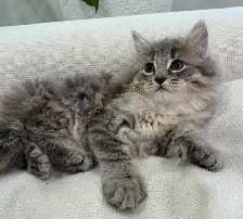 Chaton Siberien hypoallergenique - Photo 6