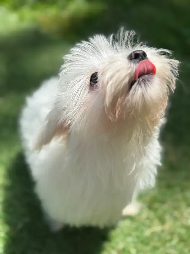 puppy’s  for sale