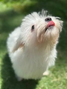 puppy’s  for sale