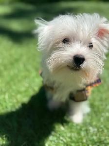 puppy’s  for sale - Photo 2