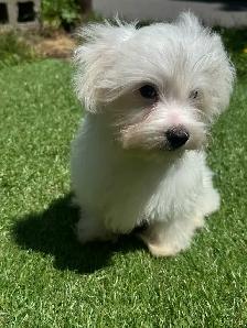 puppy’s  for sale - Photo 3