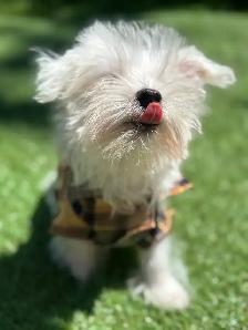 puppy’s  for sale - Photo 4