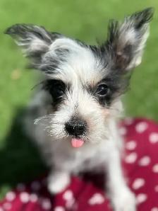 puppy’s  for sale - Photo 5