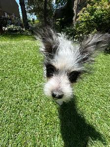 puppy’s  for sale - Photo 6