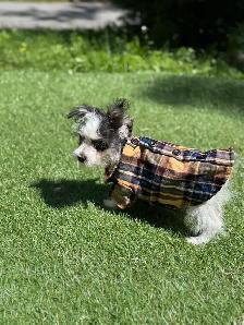 puppy’s  for sale - Photo 7
