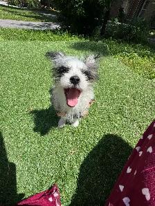 puppy’s  for sale - Photo 8