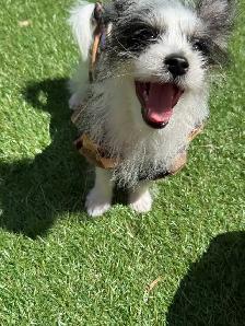 puppy’s  for sale - Photo 9