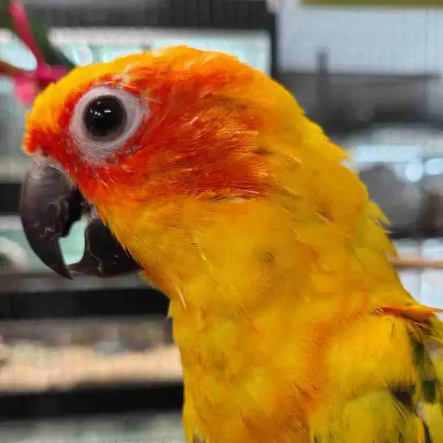 baby sun conure