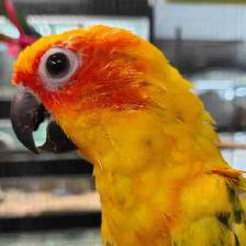 baby sun conure