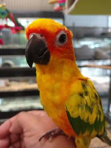 baby sun conure - Photo 2