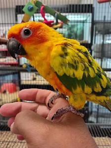 baby sun conure - Photo 3