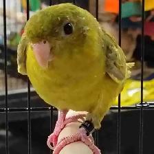 gray wing lineolated parakeet
