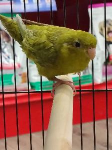 gray wing lineolated parakeet - Photo 2