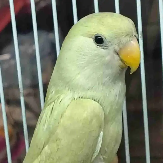 baby lovebird