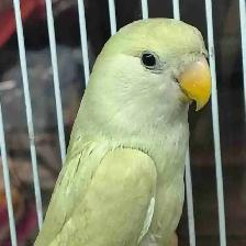 baby lovebird