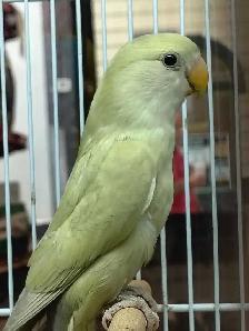 baby lovebird - Photo 2