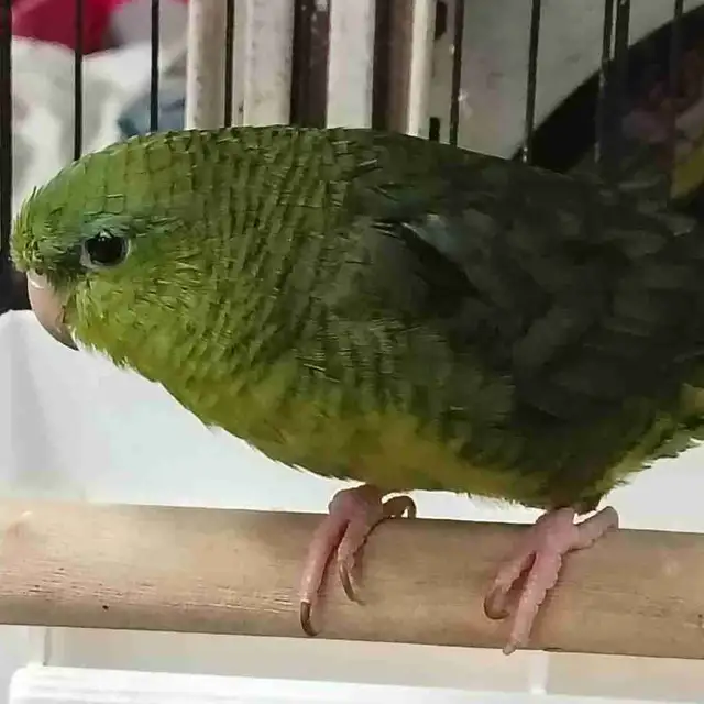 green lineolated parakeet