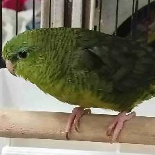 green lineolated parakeet