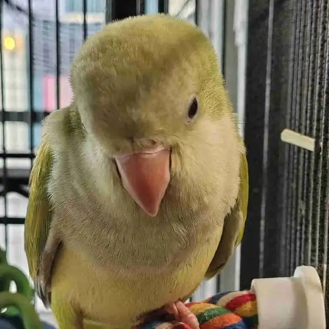 baby opline quaker parrot