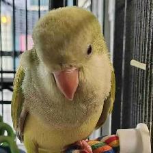 baby opline quaker parrot