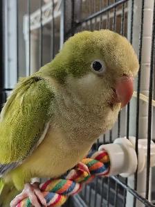 baby opline quaker parrot - Photo 2