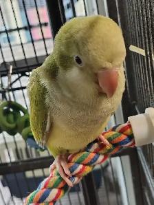 baby opline quaker parrot - Photo 3