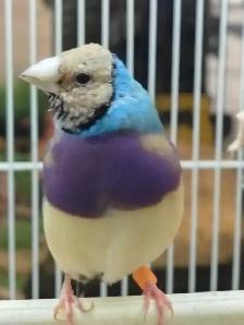 blue lady gouldian finches