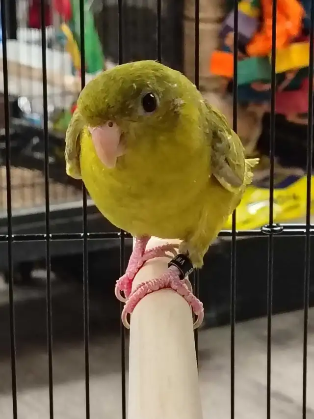 gray wing lineolated parakeet
